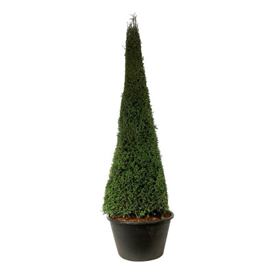 Vormboom Taxus Piramide